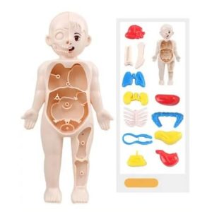 14Pcs Set Human Organ Model Children DIY Assembled